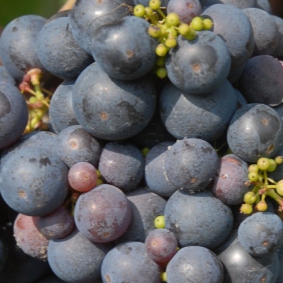 Primitivo ANT 0724b